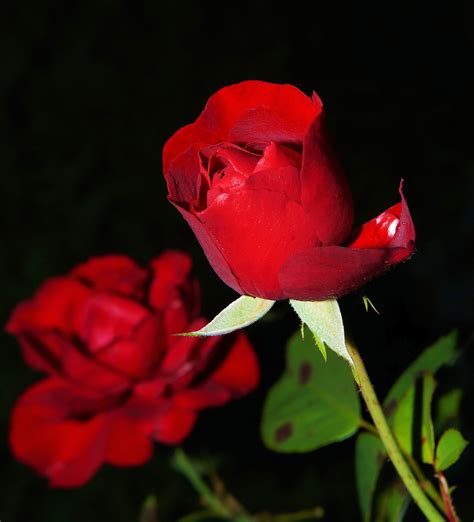 photo of rose